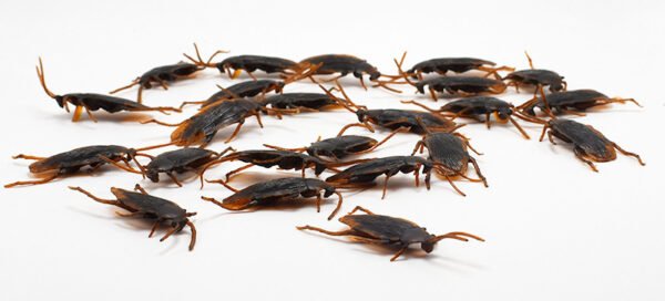 Halloween Simulation Cockroach Tidy Funny Disgusting Scary Toys - Image 3